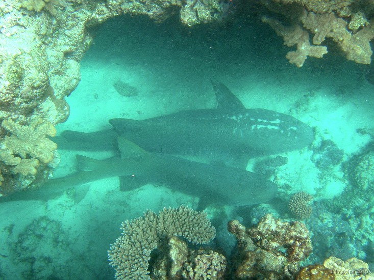 83- Requins dormeurs sur le sable dans leur grotte - Baie d'Oro.JPG
